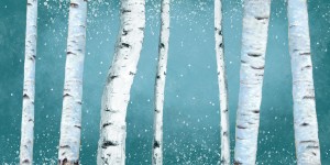 birch tree